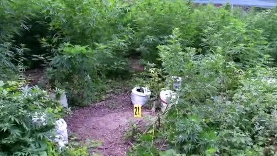 POGLEDAJTE KAKO SU PALI SA 750 KILOGRAMA MARIHUANE: Uhapšen trojac iz Doljevca POGLEDAJTE KAKO SU PALI SA 750 KILOGRAMA MARIHUANE: Uhapšen trojac iz Doljevca