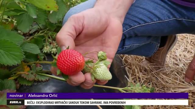 MOJE JAGODE SU NAJSLAĐE! Nikola Miletić se već 20 godina bavi uzgojem ovog voća, a u posao su uključeni svi članovi porodice! (KURIR TV)