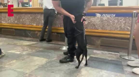 MALI KORAK ZA NERU, A VELIKI ZA PSE U SRBIJI: Ovaj slatki mešanac je PRVI pas koji je legalno ušao u poštu!