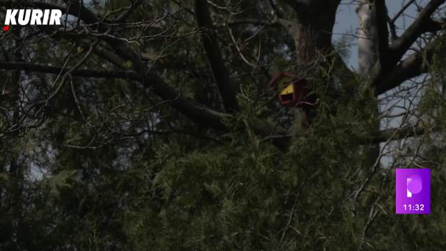 Vrabaca sve manje zbog sve gušće naseljenosti i sve manje zelenih površina