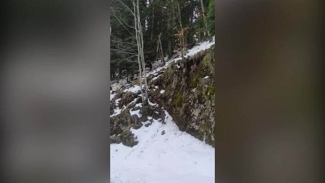 Snimljen medved na Mitrovcu