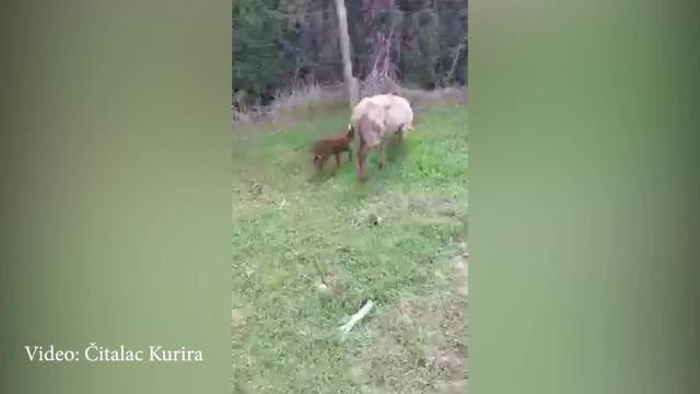 MALENI ISTI ĆAĆA: Na imanju mlade Mirne u Baranji rođena JEDINSTVENA HIMERA