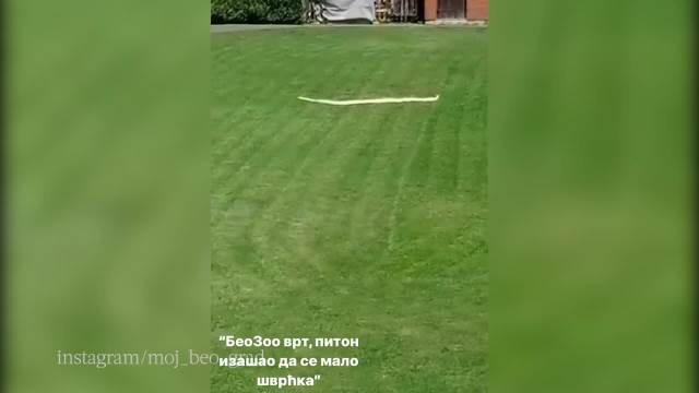 PITON POBEGAO IZ BEOGRADSKOG ZOO VRTA: Građani u panici posmatrali ZMIJU DUGU 2 METRA