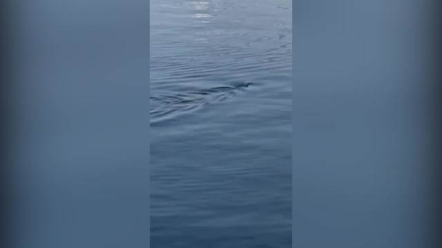 Ajkula Pesikan u Crnoj Gori