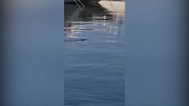 Ajkula Pesikan u Crnoj Gori 1