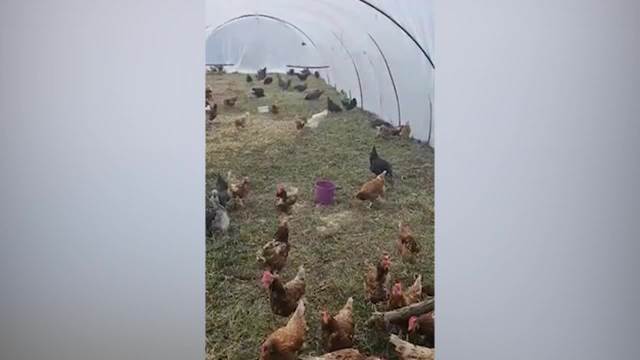 Organska proizvodnja Preljina, gazdinstvo Marjanović